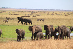 Loading African Safari Pics 1 -    1    ...