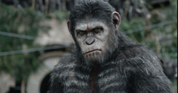Loading Dawn of the Planet of the Apes Pics 3 -    3   :  ...