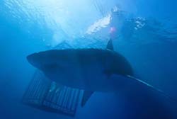 Loading 47 Meters Down Pics 4 -    4  47  ...