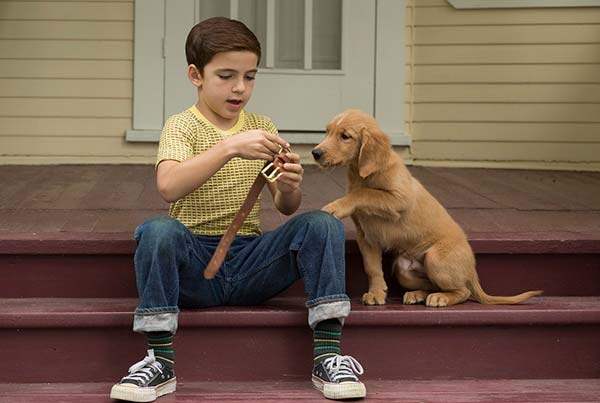 Loading A Dogs Purpose Pics 1 -    1     ...