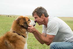 Loading A Dogs Purpose Pics 2 -    2     ...