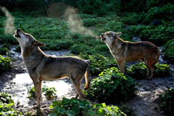 Loading A Tale of a Wolf Pics 1 -  תמונה מספר 1 מהסרט יללת הזאבים ...