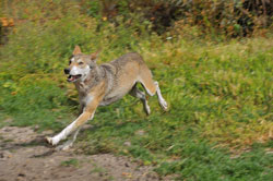 Loading A Tale of a Wolf Pics 4 -  תמונה מספר 4 מהסרט יללת הזאבים ...
