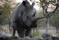 Loading African Safari Pics 4 -  תמונה מספר 4 מהסרט ספארי באפריקה ...