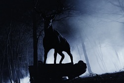 Loading Bambi The Reckoning Pics 2 -  ����� ���� 2 ����� ����: ����� ...