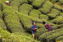 Loading Black Tea Pics 3 -    3    ...