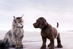 Loading Cat and Dog Pics 2 -    2      ...