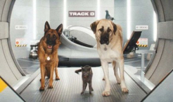 Loading Cats and Dogs The Revenge Pics 3 -  ����� ���� 3 ����� ����� ��� ������ 2 ...
