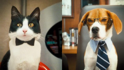 Loading Cats and Dogs The Revenge Pics 4 -  ����� ���� 4 ����� ����� ��� ������ 2 ...