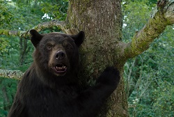 Loading Cocaine Bear Pics 4 -  ����� ���� 4 ����� ���� ��� ...