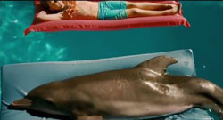 Loading Dolphin Tale 2 Pics 5 -  תמונה מספר 5 מהסרט סיפורו של דולפין 2 (מדובב) ...