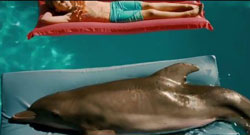 Loading Dolphin Tale 2 Pics 5 -    5     2 () ...