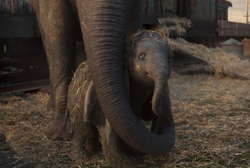 Loading Dumbo Pics 2 -  תמונה מספר 2 מהסרט דמבו ...