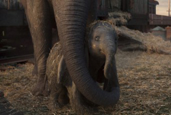 Loading Dumbo Pics 2 -    2   (  | IMAX) ...