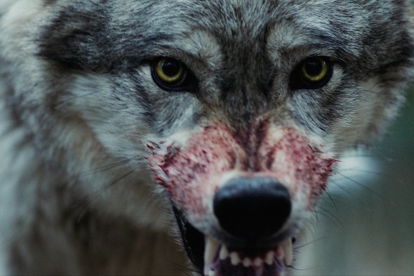 Loading Out Come the Wolves Pics 1 -  ����� ���� 1 ����� ��� ������ ...