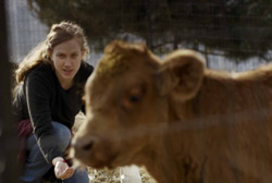 Loading Red Cow Pics 2 -    2    ...