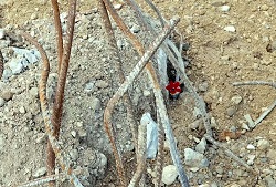 Loading Red Flower Pics 4 -    4    ...
