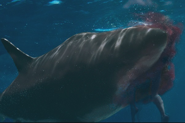 Loading Shark Bait 2023 Pics 1 -    1    ...