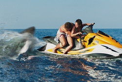 Loading Shark Bait 2023 Pics 3 -    3    ...