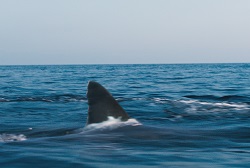 Loading Shark Bait 2023 Pics 4 -    4    ...