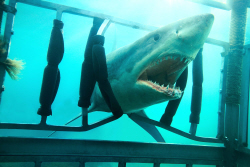 Loading Shark Night 3D Pics 2 -    2    ( ) ...