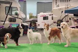 Loading Show Dogs Pics 4 -    4     () ...