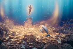 Loading The Last Whale Singer Pics 2 -  ����� ���� 2 ����� �������� �����: ����� ���� ...