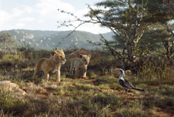 Loading The Lion King 2019 Pics 4 -  תמונה מספר 4 מהסרט מלך האריות (מדובב | תלת מימד | 4DX) ...