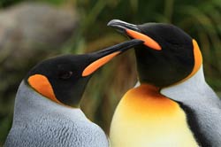 Loading The Penguin King 3D Pics 1 -  תמונה מספר 1 מהסרט מלך הפינגווינים ...