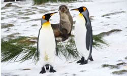 Loading The Penguin King 3D Pics 2 -  תמונה מספר 2 מהסרט מלך הפינגווינים ...