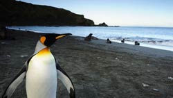 Loading The Penguin King 3D Pics 4 -  תמונה מספר 4 מהסרט מלך הפינגווינים ...