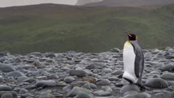 Loading The Penguin King 3D Pics 5 -  תמונה מספר 5 מהסרט מלך הפינגווינים ...