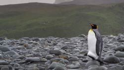 Loading The Penguin King 3D Pics 5 -    5    ...