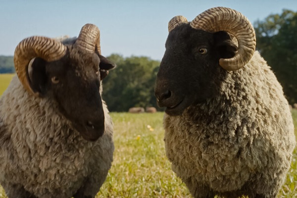 Loading The Sheep Detectives Pics 1 -  ����� ���� 1 ����� ���� ���� ...