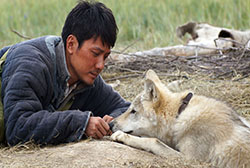 Wolf Totem Pics 1 -  ����� ���� 1 ����� ���� ������ ...