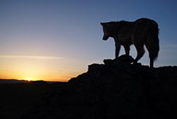 Wolf Totem Pics 2 -  ����� ���� 2 ����� ���� ������ ...