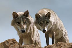 Wolf Totem Pics 3 -  ����� ���� 3 ����� ���� ������ ...