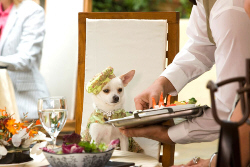 Loading Beverly Hills Chihuahua Pics 2 -  ����� ���� 2 ����� ��������� ������ ���� (�����) ...