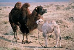 Loading The Story of the Weeping Camel Pics 4 -  ����� ���� 4 ����� ����� �� ��� ...