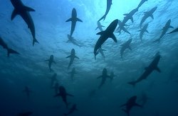 Deep Blue Pics 2 -  ����� ���� 2 ����� ���� ����� ...