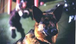 Loading Finding Rin Tin Tin Pics 3 -  ����� ���� 3 ����� ���������� �� ���� ��� ��� ��� ...