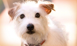 Hotel for Dogs Pics 3 -  ����� ���� 3 ����� ��� ���� ������ ...