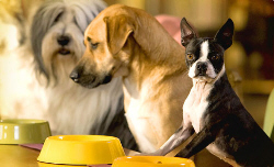 Hotel for Dogs Pics 4 -  ����� ���� 4 ����� ��� ���� ������ ...