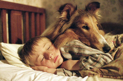 Loading Lassie Pics 2 -  ����� ���� 2 ����� ���� ...