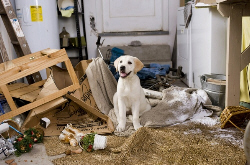 Loading Marley & Me Pics 3 -  ����� ���� 3 ����� ����� ���� 	 ...