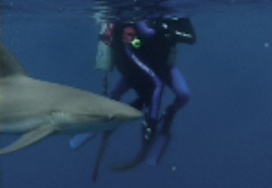 Open Water Pics 3 -  ����� ���� 3 ����� �� �� ��� ...
