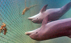 Summer of Dolphins Pics 1 -  ����� ���� 1 ����� �� ��� ����� ...