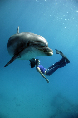 Summer of Dolphins Pics 2 -  ����� ���� 2 ����� �� ��� ����� ...