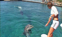 Summer of Dolphins Pics 3 -  ����� ���� 3 ����� �� ��� ����� ...