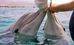 Summer of Dolphins Pics 4 -  ����� ���� 4 ����� �� ��� ����� ...